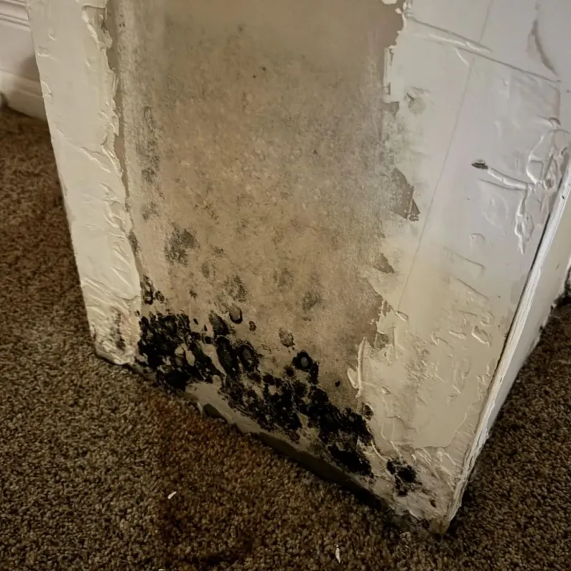 Professional Mold Removal in Santa Clara Pueblo, NM